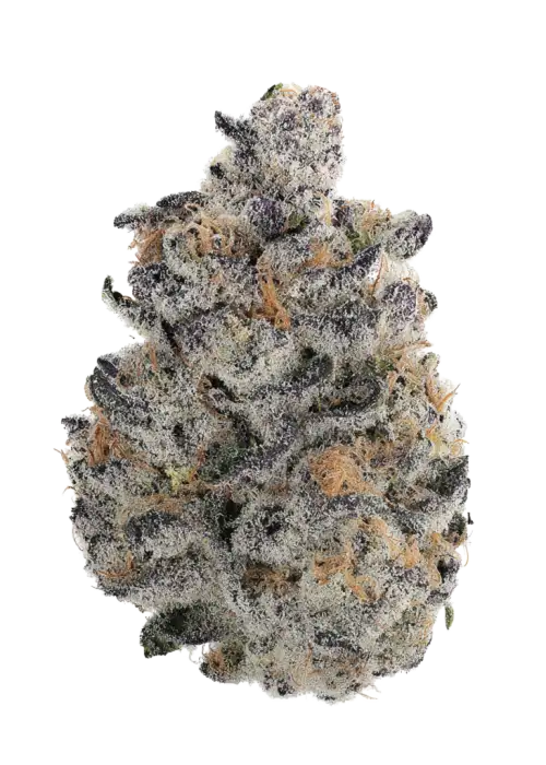 Creature Panic, benzin kokusu ve tatlı aromalarıyla öne çıkan Indica baskın bir türdür. Derin rahatlama ve uyku için ideal. Genetik yapısını keşfedin.