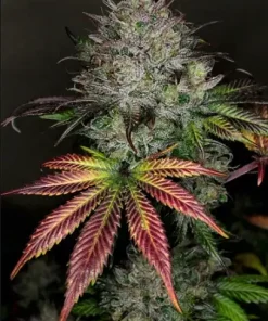 Creme de la Chem Auto Fem Esrar Tohumu (Mephisto Genetics)