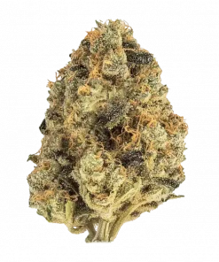 Crescendo, yakıtımsı aroması ve yüksek sativa etkisiyle öne çıkan bir türdür. Mutluluk ve enerji veren bu melezi keşfedin. Genetik yapısını görüntüleyin.