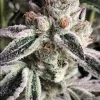 Crescendo RBX1 Feminized Esrar Tohumu (ETHOS Genetics)