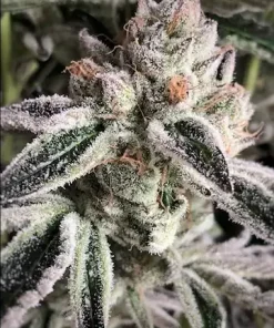 Crescendo RBX1 Feminized Esrar Tohumu (ETHOS Genetics)