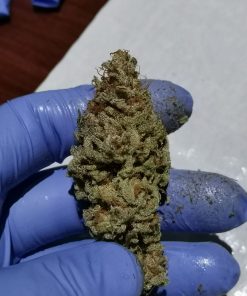 Crescendo RBX1 Feminized Esrar Tohumu (ETHOS Genetics)