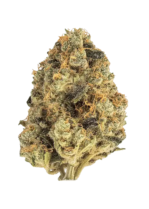 Crescendo, yakıtımsı aroması ve yüksek sativa etkisiyle öne çıkan bir türdür. Mutluluk ve enerji veren bu melezi keşfedin. Genetik yapısını görüntüleyin.