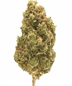 Crippy, yakıtımsı aroması ve dengeli genetiğiyle öne çıkan bir hibrit türdür. Yaratıcılığı artıran ve rahatlatan bu türün genetik yapısını keşfedin.