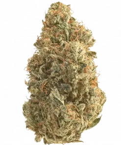 Crippy Killer, keskin yakıtımsı aroması ve dengeli etkisiyle öne çıkan hibrit bir türdür. Stres ve uykusuzluğa iyi gelir. Etkilerini keşfedin.