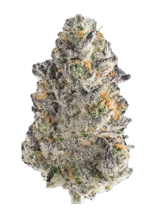 Crispy Sugar, çiçeksi aroması ve dengeli genetiğiyle öne çıkan bir hibrit türdür. Canlandırıcı etkileriyle gün boyu keyif için ideal. Özelliklerini keşfedin.