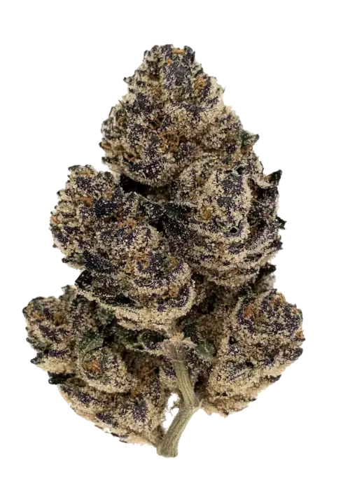 Crispz, yakıtımsı elma aroması ve yüksek THC içeriğiyle bilinen Indica dominant bir türdür. Derin rahatlama ve uyku için ideal. Genetik yapısını keşfedin.