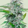 Critical Feminized Esrar Tohumu (Royal Queen Seeds)