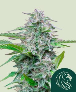 Critical Feminized Esrar Tohumu (Royal Queen Seeds)