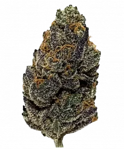 Critical Hog, turunçgil aromaları ve yüksek THC içeriğiyle öne çıkan dengeli bir hibrit türdür. Depresyon ve stresi azaltmaya yardımcı olabilir. Etkilerini keşfedin.