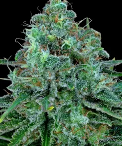 Critical Kush Feminized Esrar Tohumu (Barney's Farm)