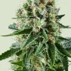 Critical Kush Feminized Esrar Tohumu (Royal Queen Seeds)