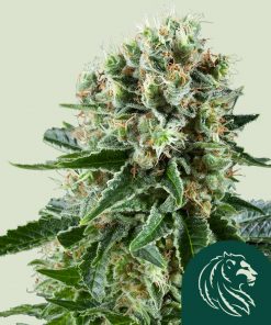 Critical Kush Feminized Esrar Tohumu (Royal Queen Seeds)