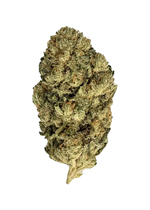 Critical Kush, baharatlı toprak aroması ve yüksek THC içeriğiyle öne çıkan Indica dominant bir türdür. Derin rahatlama ve potansiyel faydalarını keşfedin.