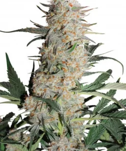 Critical Orange Punch Auto Fem Esrar Tohumu (Dutch Passion)