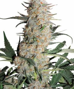 Critical Orange Punch Auto Fem Esrar Tohumu (Dutch Passion)