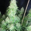 Critical Orange Punch Feminized Esrar Tohumu (Dutch Passion)