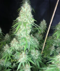 Critical Orange Punch Feminized Esrar Tohumu (Dutch Passion)