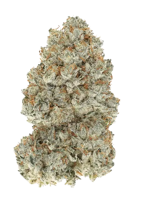 Critical Orange Punch, turunçgil aromaları ve dengeli etkisiyle öne çıkan bir hibrit türdür. Depresyon ve stres için ideal. Genetik yapısını keşfedin.
