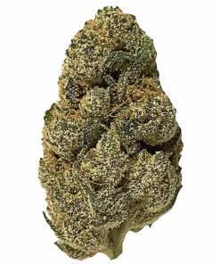 Critical Plus, turunçgil ve çam aromalı, THC içeren dengeli bir hibrit türdür. Stres ve ağrı için ideal. Bu ödüllü türü keşfedin.