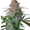 Critical Purple Auto Fem Esrar Tohumu (Growers Choice Seeds)