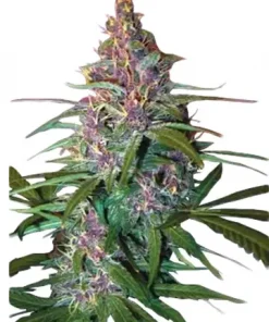 Critical Purple Auto Fem Esrar Tohumu (Growers Choice Seeds)