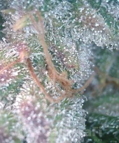 Critical Purple Auto Fem Esrar Tohumu (Growers Choice Seeds)