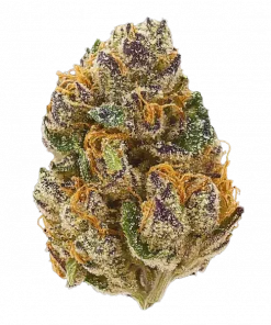 Critical x Sour Face, narenciye aroması ve THC oranıyla öne çıkan Sativa baskın bir türdür. Enerji verici etkileriyle bu hibriti keşfedin.