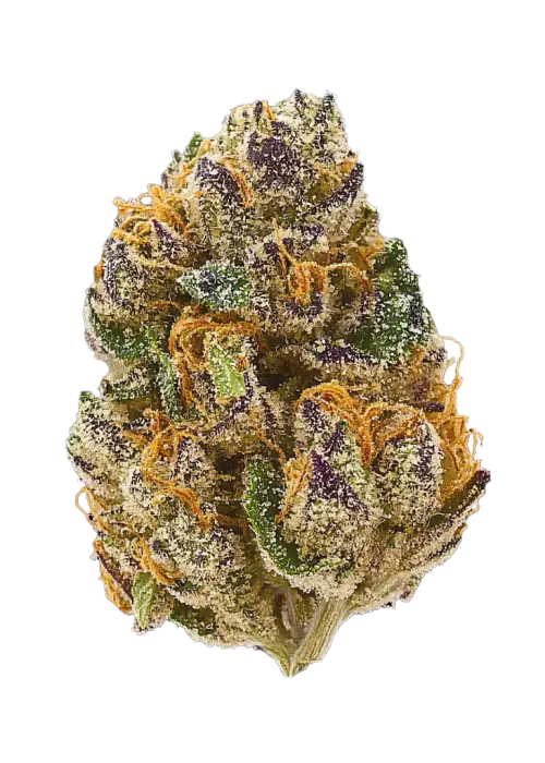 Critical x Sour Face, narenciye aroması ve THC oranıyla öne çıkan Sativa baskın bir türdür. Enerji verici etkileriyle bu hibriti keşfedin.