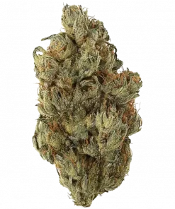 Cry Baby, sert benzin kokusu ve limon aromasıyla öne çıkan hibrit bir türdür. Enerjik etkileriyle bilinir. Genetik yapısını keşfedin ve hemen görüntüleyin.