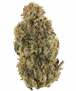 Cryptocane, yakıtımsı ve çam aromalarıyla öne çıkan güçlü bir indica hybrididir. Rahatlatıcı etkileriyle bilinen bu türü keşfedin ve genetik yapısını görüntüleyin.