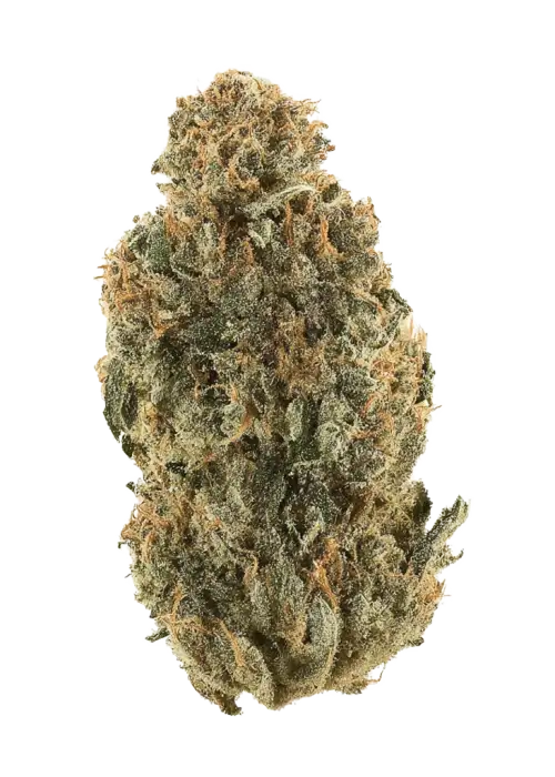 Cryptocane, yakıtımsı ve çam aromalarıyla öne çıkan güçlü bir indica hybrididir. Rahatlatıcı etkileriyle bilinen bu türü keşfedin ve genetik yapısını görüntüleyin.