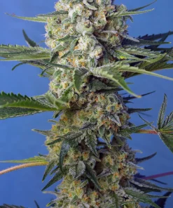 Crystal Candy F1 Fast Version Feminized Esrar Tohumu (Sweet Seeds)