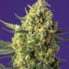 Crystal Candy XL Auto Fem Esrar Tohumu (Sweet Seeds)