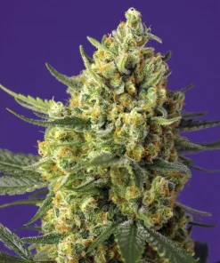 Crystal Candy XL Auto Fem Esrar Tohumu (Sweet Seeds)