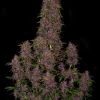 Crystal METH Auto Fem Esrar Tohumu (Fast Buds)