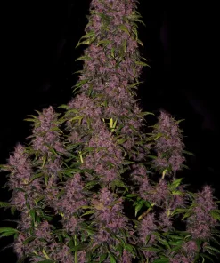 Crystal METH Auto Fem Esrar Tohumu (Fast Buds)