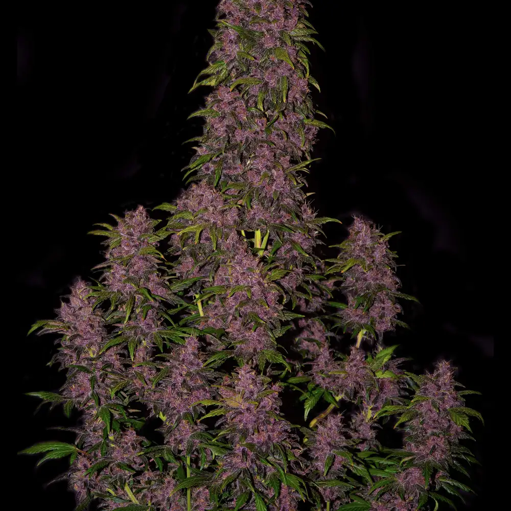 Crystal METH Auto Fem Esrar Tohumu (Fast Buds)