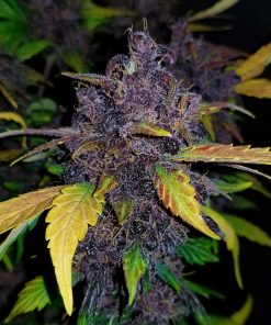 Crystal METH Auto Fem Esrar Tohumu (Fast Buds)