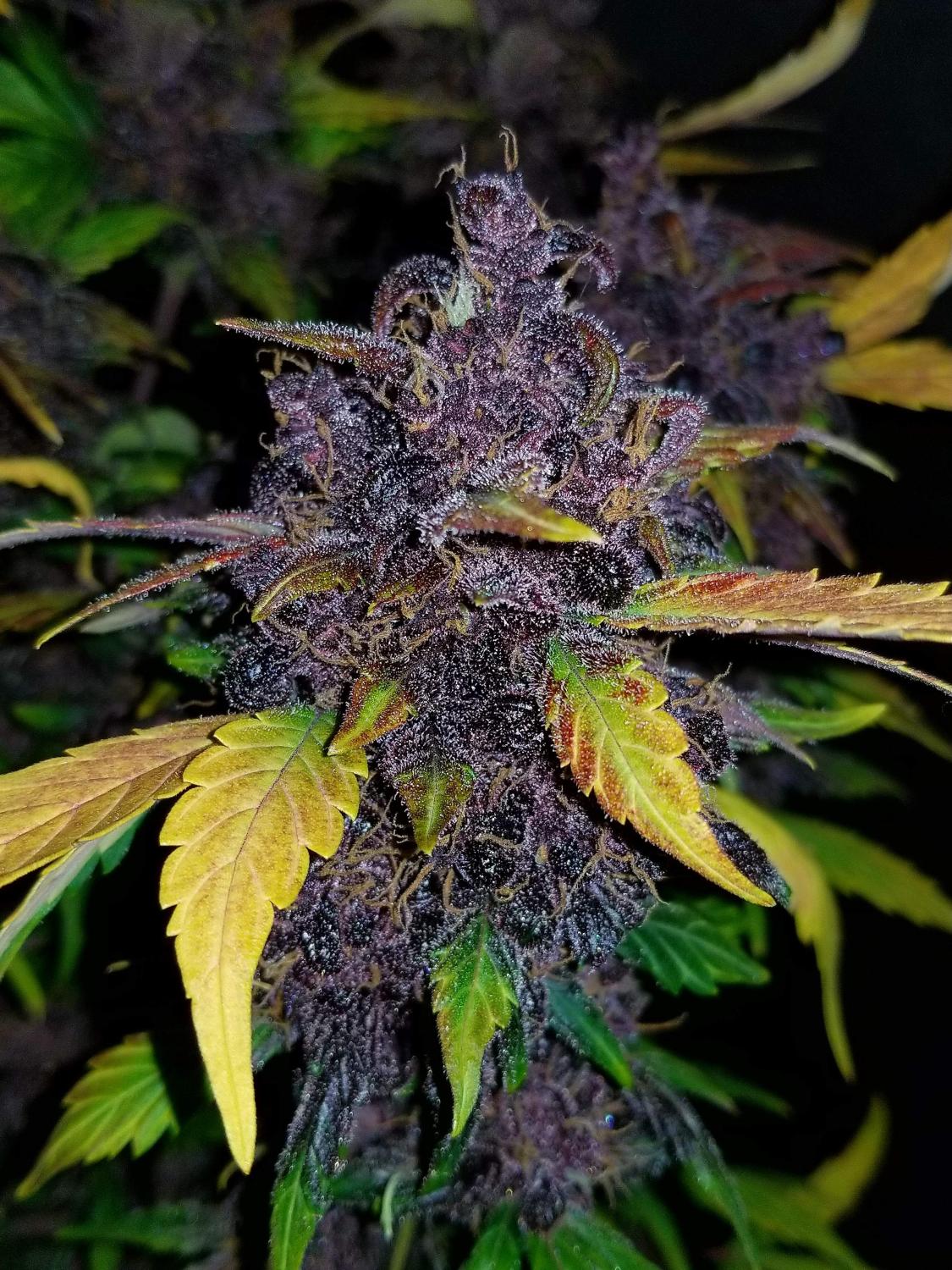 Crystal METH Auto Fem Esrar Tohumu (Fast Buds)