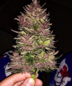 Crystal METH Auto Fem Esrar Tohumu (Fast Buds)