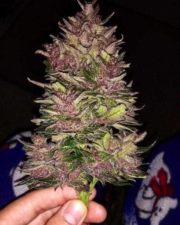 Crystal METH Auto Fem Esrar Tohumu (Fast Buds)