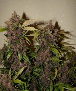 Crystal METH Auto Fem Esrar Tohumu (Fast Buds)