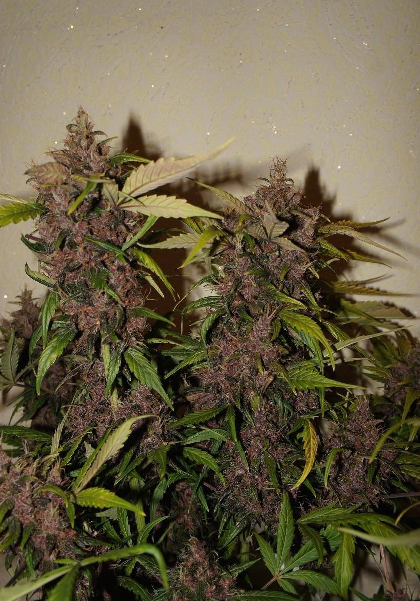 Crystal METH Auto Fem Esrar Tohumu (Fast Buds)