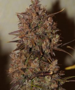 Crystal METH Auto Fem Esrar Tohumu (Fast Buds)