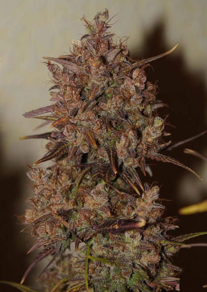 Crystal METH Auto Fem Esrar Tohumu (Fast Buds)