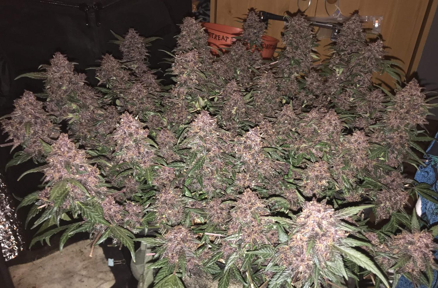 Crystal METH Auto Fem Esrar Tohumu (Fast Buds)