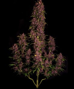 Crystal METH Auto Fem Esrar Tohumu (Fast Buds)