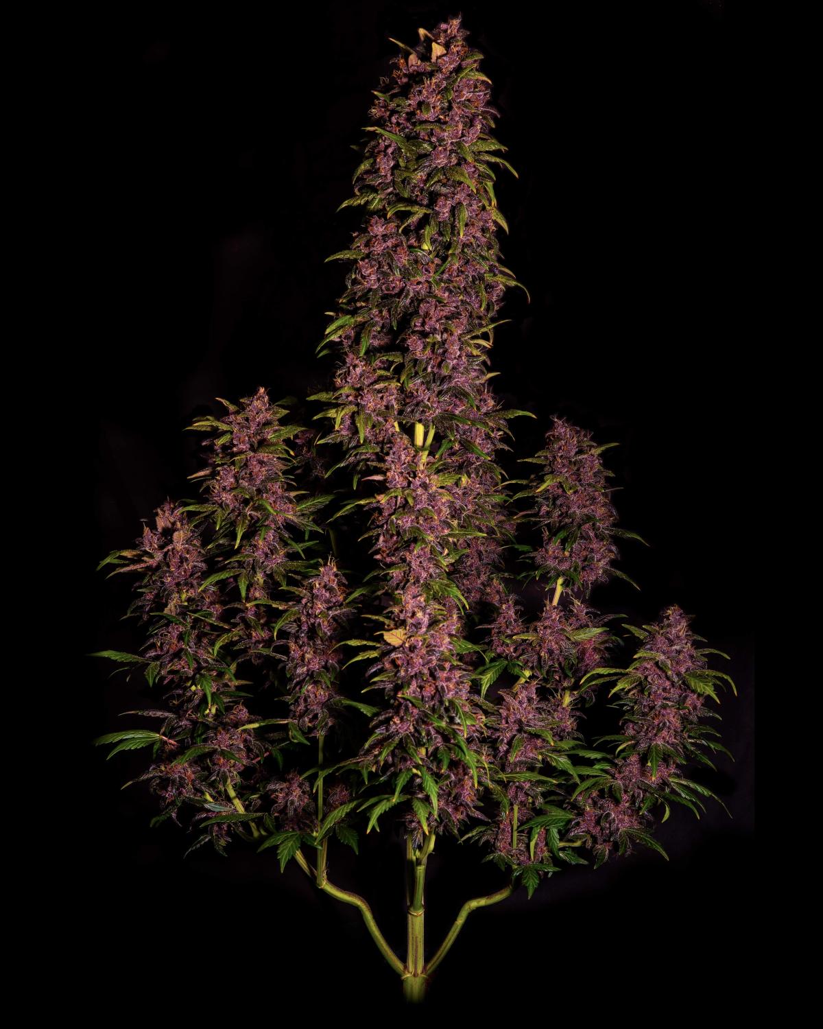 Crystal METH Auto Fem Esrar Tohumu (Fast Buds)