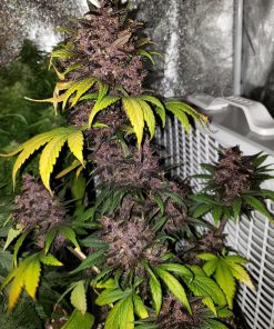 Crystal METH Auto Fem Esrar Tohumu (Fast Buds)